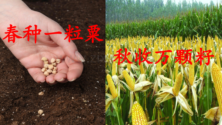青少年科普讲座之神奇的种子-.pptx_第2页