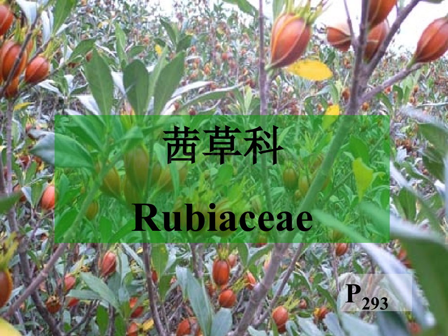 药用植物学-茜草科.ppt_第1页