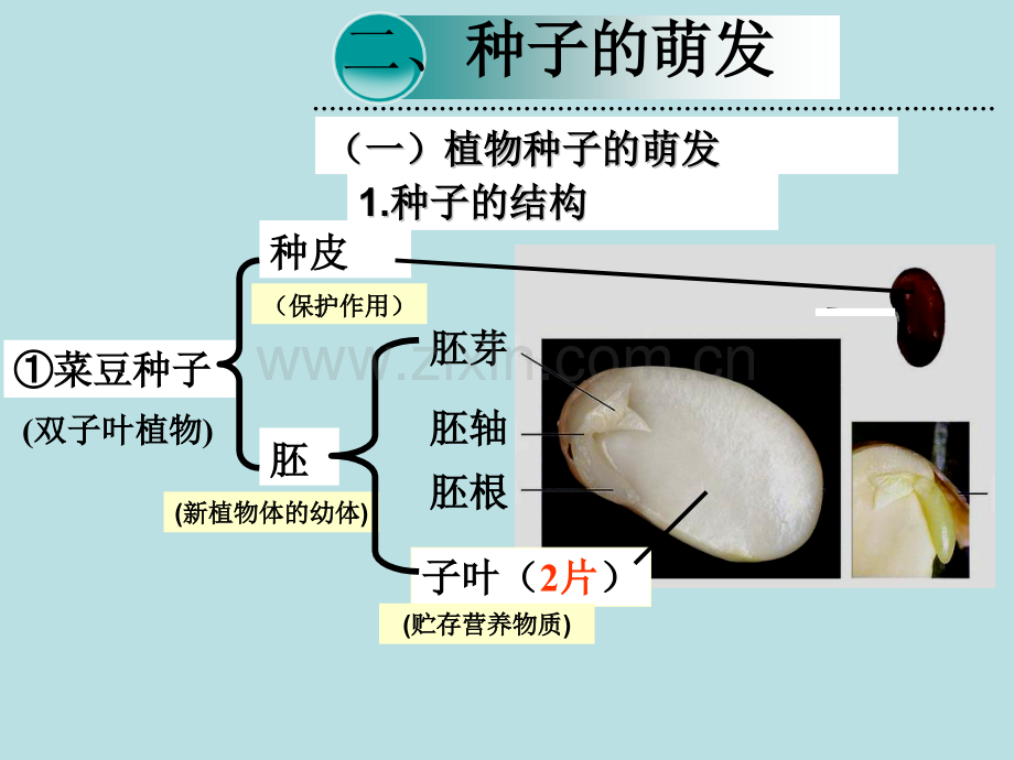 被子植物的一生分析.pptx_第1页