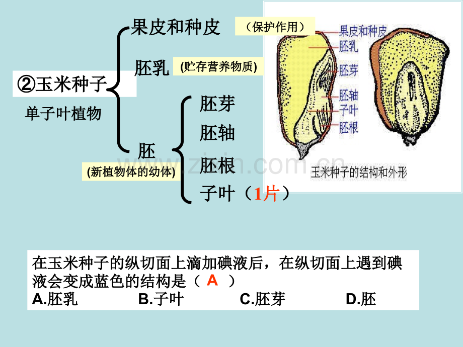 被子植物的一生分析.pptx_第2页