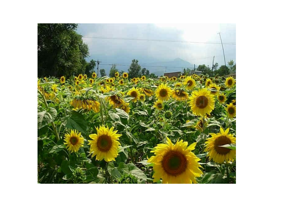 初中生物细胞的生活.pptx_第2页