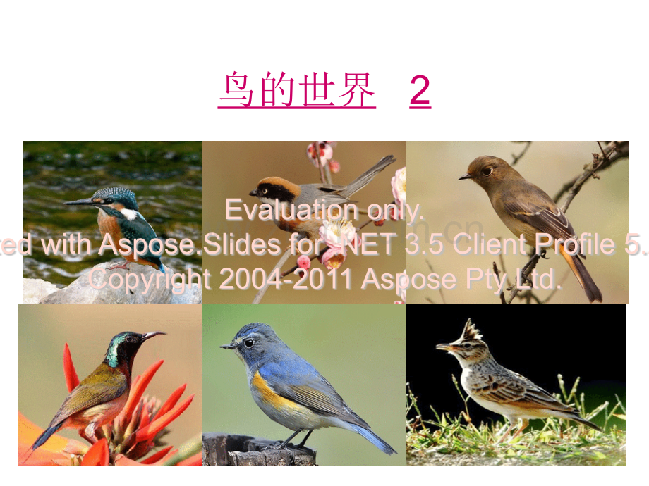 人教版七年级语文上册鸟.pptx_第1页