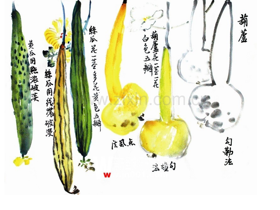 黄瓜的画法.pptx_第1页