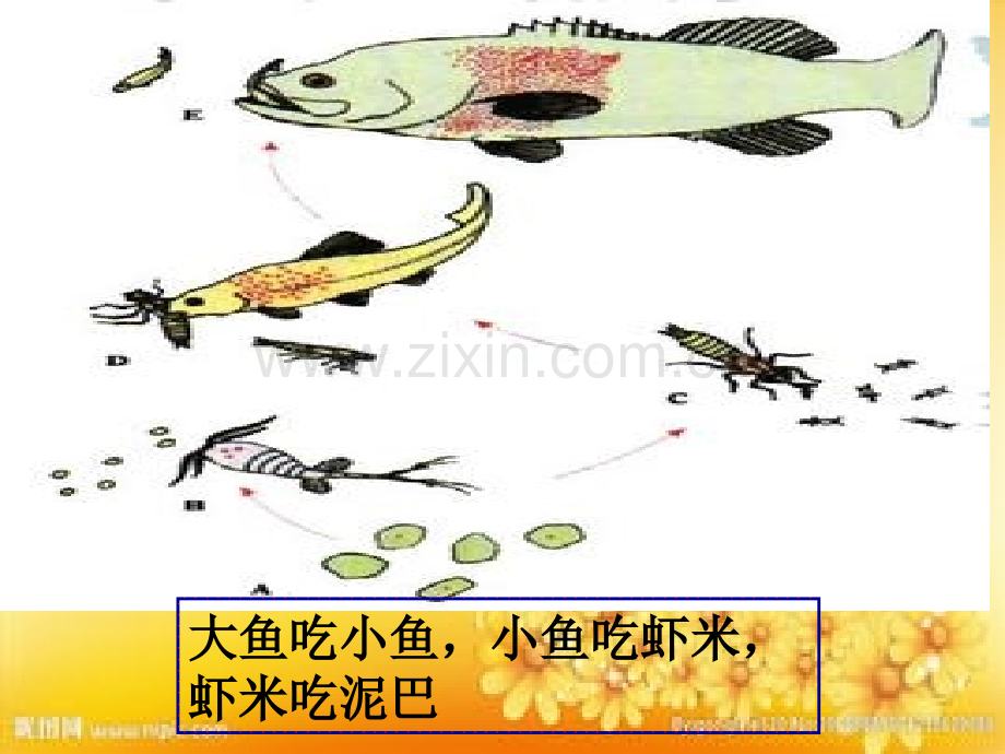 教科版科学五年级上册《食物链和食物网》.ppt_第2页