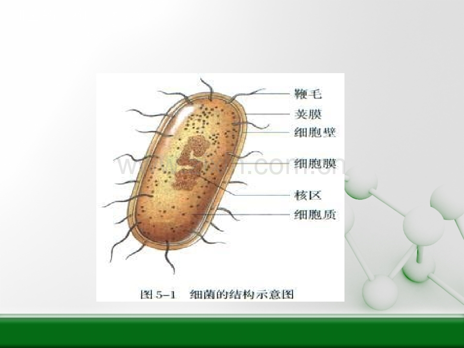 抗菌药物分类及作用机制.ppt_第2页