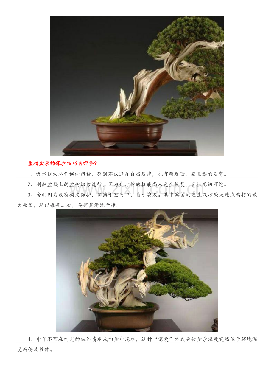 崖柏盆景资料.doc_第2页
