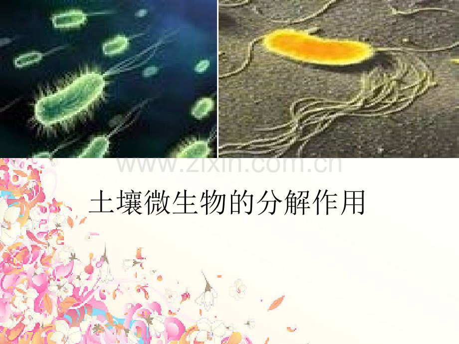 实验：土壤微生物的分解作用.ppt_第1页