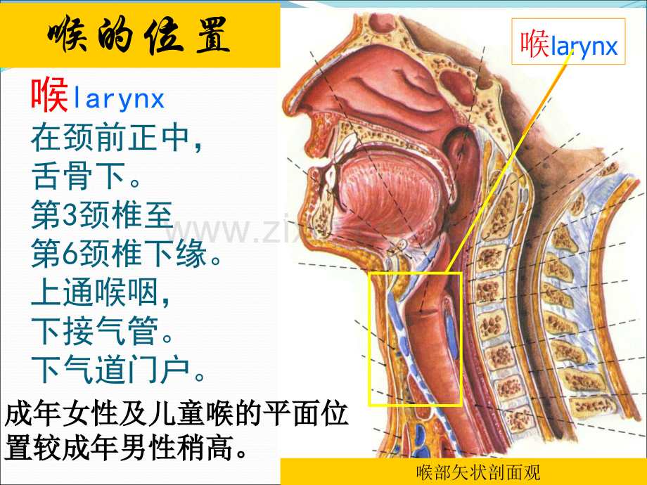 喉解剖及临床.ppt_第2页