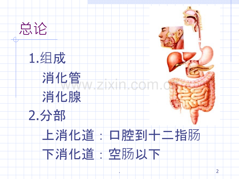 基础医学实验中心消化系统.ppt_第2页
