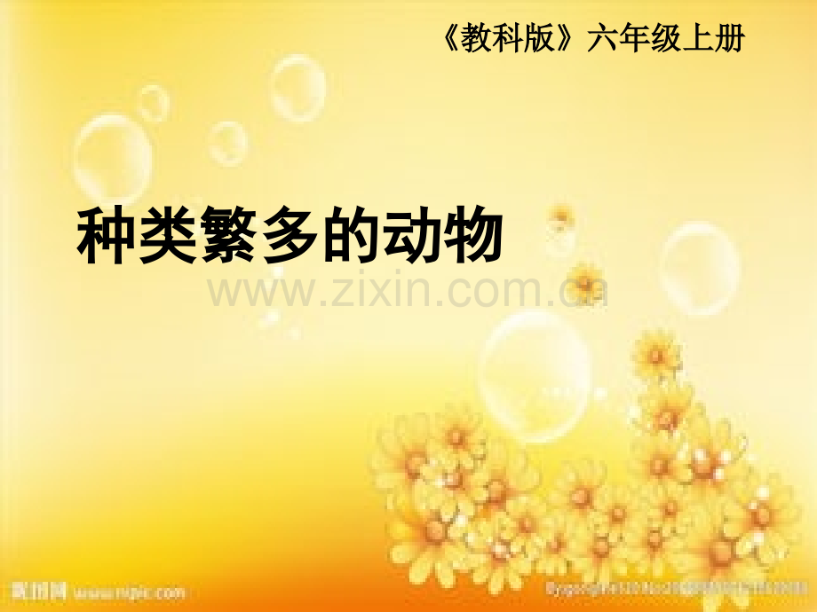 教科版小学科学六上--种类繁多的动物.ppt_第1页