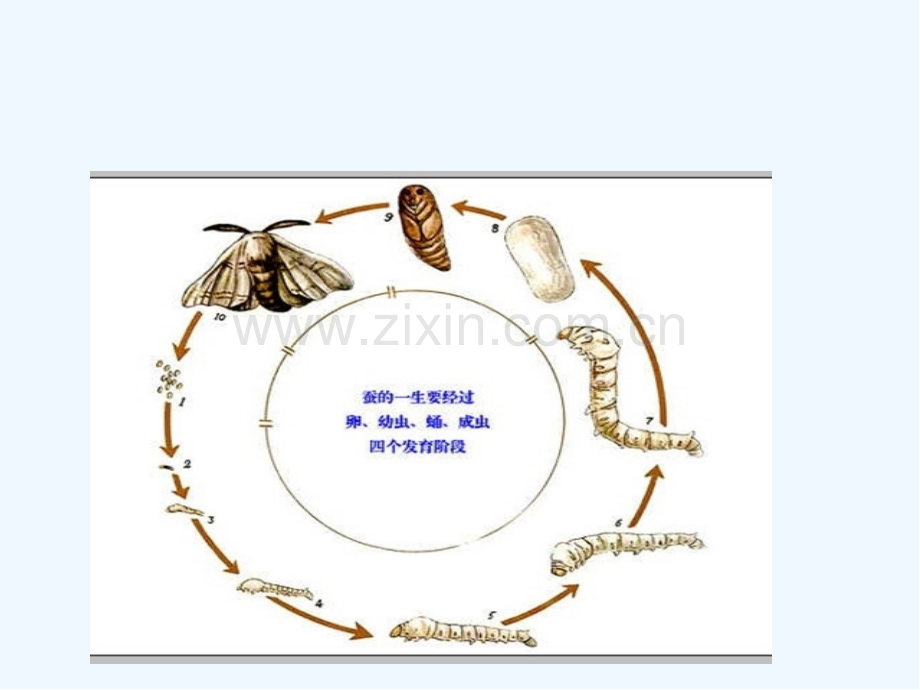 小学科学实验的课件.pptx_第2页