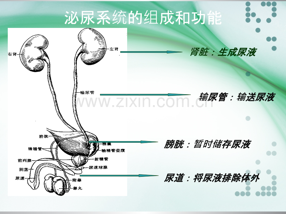 如何预防泌尿系统感染.ppt_第2页