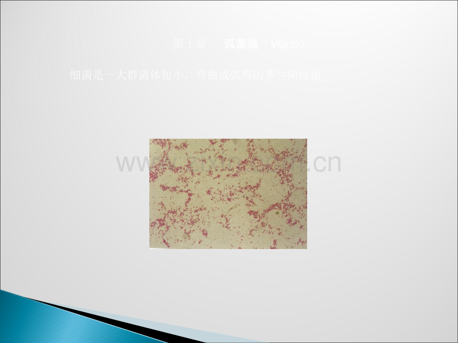 弧菌ppt课件.ppt_第1页