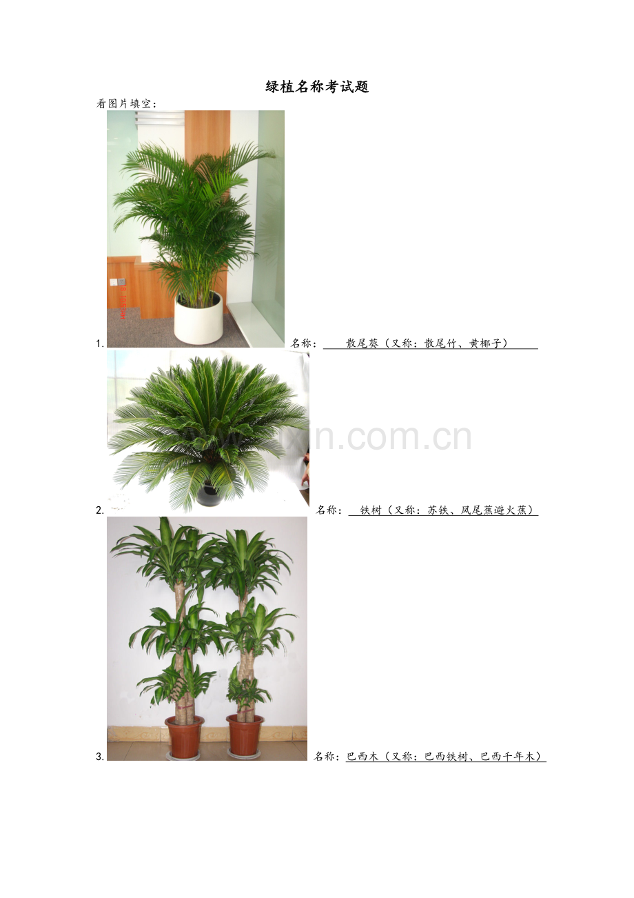 常见绿植名称.doc_第1页