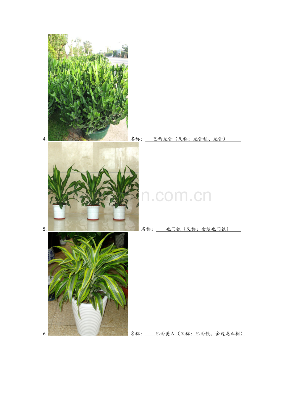 常见绿植名称.doc_第2页