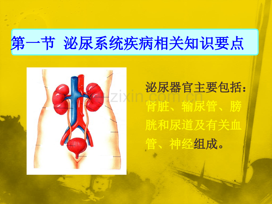 泌尿系统疾病常见症状体征的护理.ppt_第2页