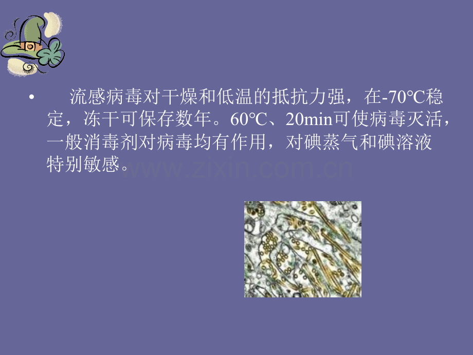 流行性感冒病原学-流行性感冒病毒属于正粘病毒科.ppt_第2页