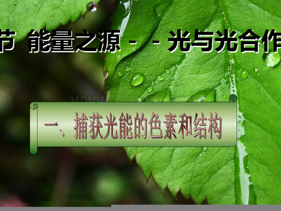 色素提取和分离.ppt_第2页