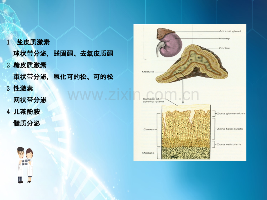 肾上腺性高血压的诊断.ppt_第2页