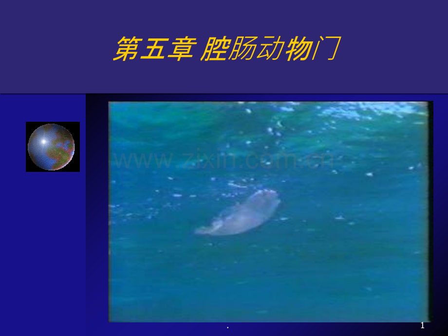 腔肠动物资源.ppt_第1页