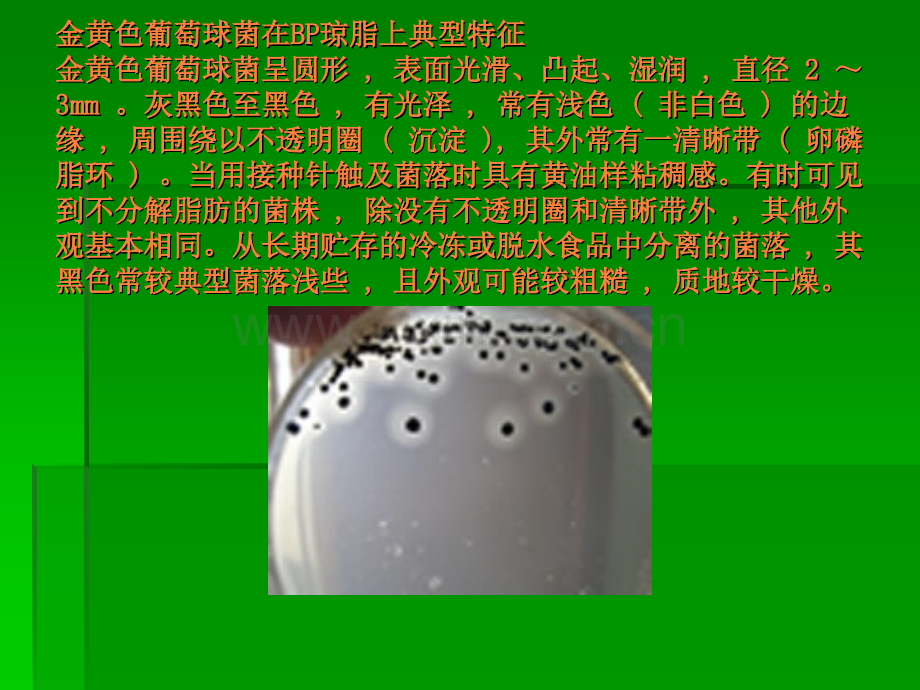 菌落特征9.ppt_第1页
