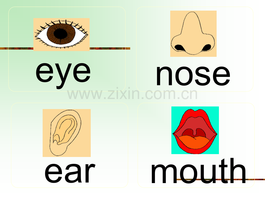 身体部位ppt.ppt_第1页