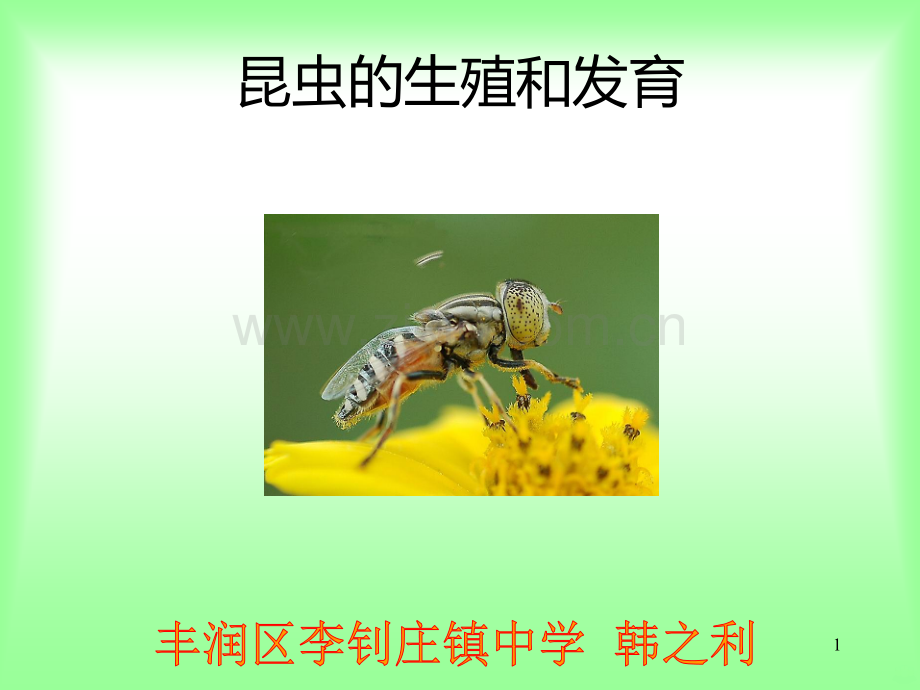 蝗虫的生殖和发育.ppt_第1页