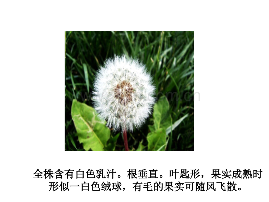 冀教版小学科学六年级上册小草和大树.pptx_第2页