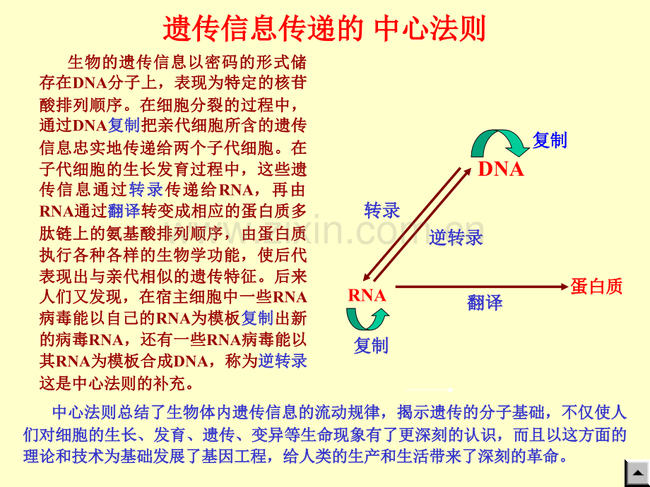 蛋白质合成.pptx_第1页