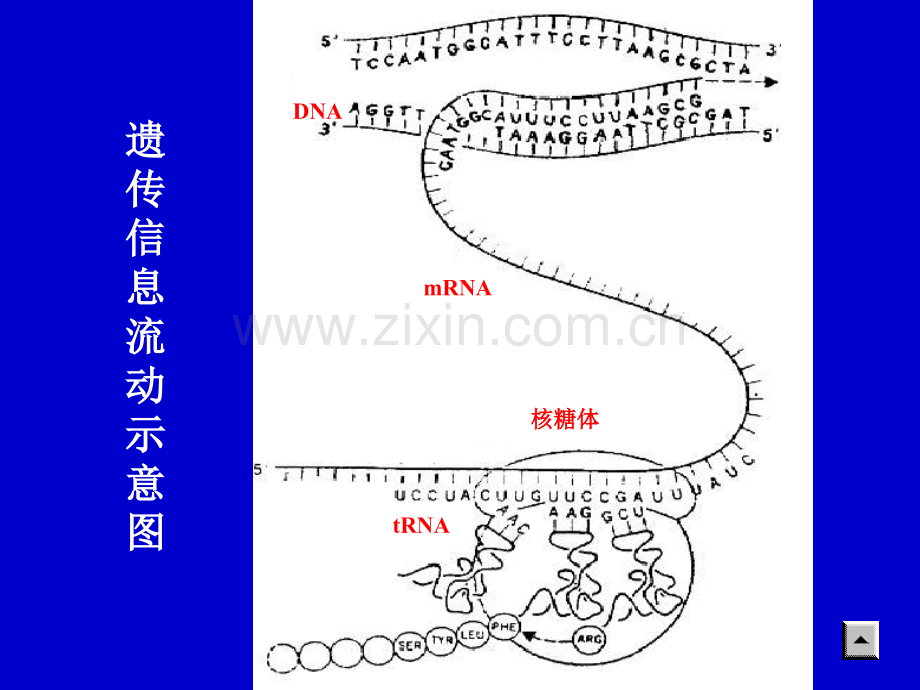 蛋白质合成.pptx_第2页