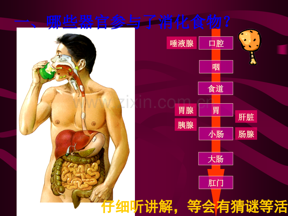 262消化系统是如何工作的.pptx_第2页