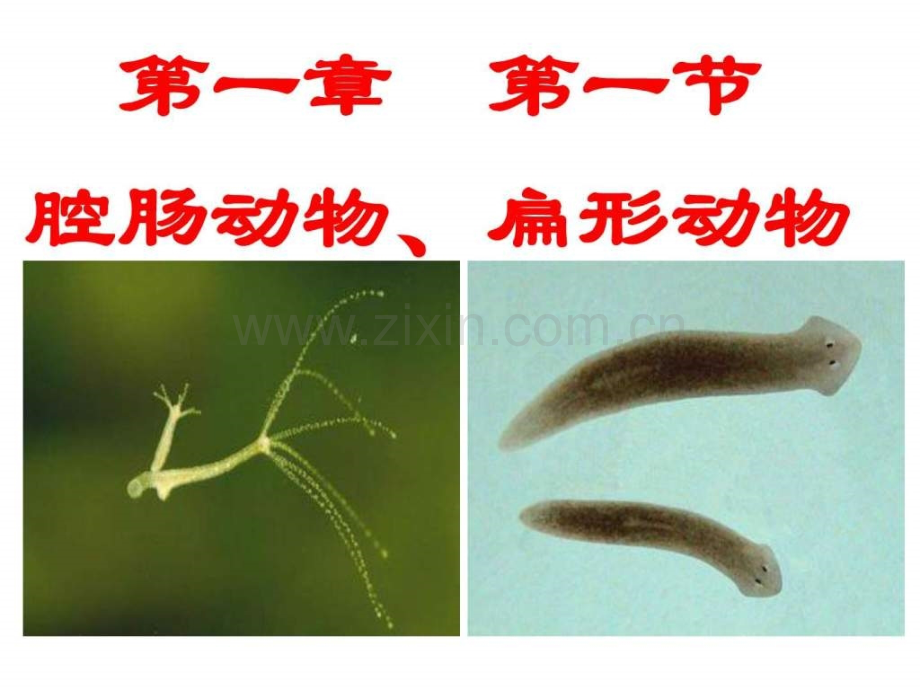 人教版初中生物腔肠动物和扁形动物张.pptx_第1页
