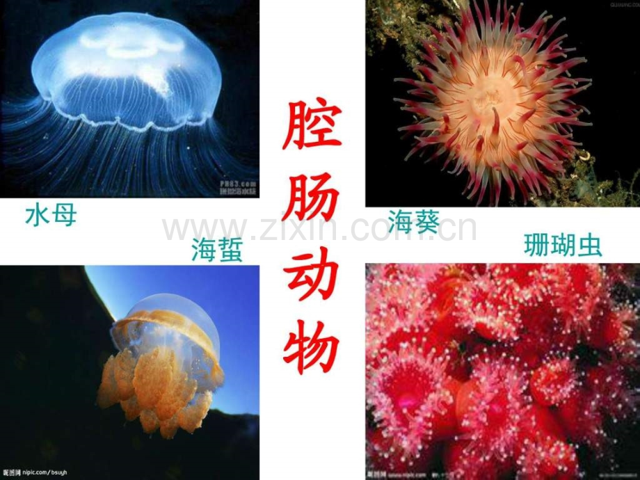 人教版初中生物腔肠动物和扁形动物张.pptx_第2页