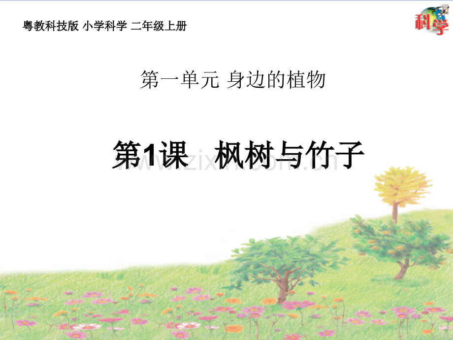 二年级上册枫树与竹子教学.pptx_第1页