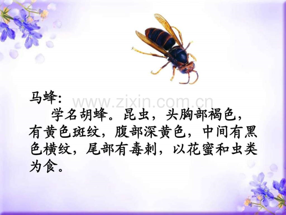 捅马蜂窝图文.pptx_第2页