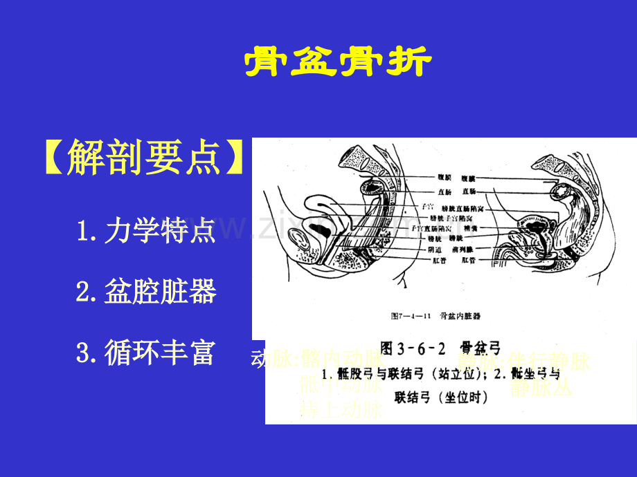 骨盆损伤.pptx_第2页