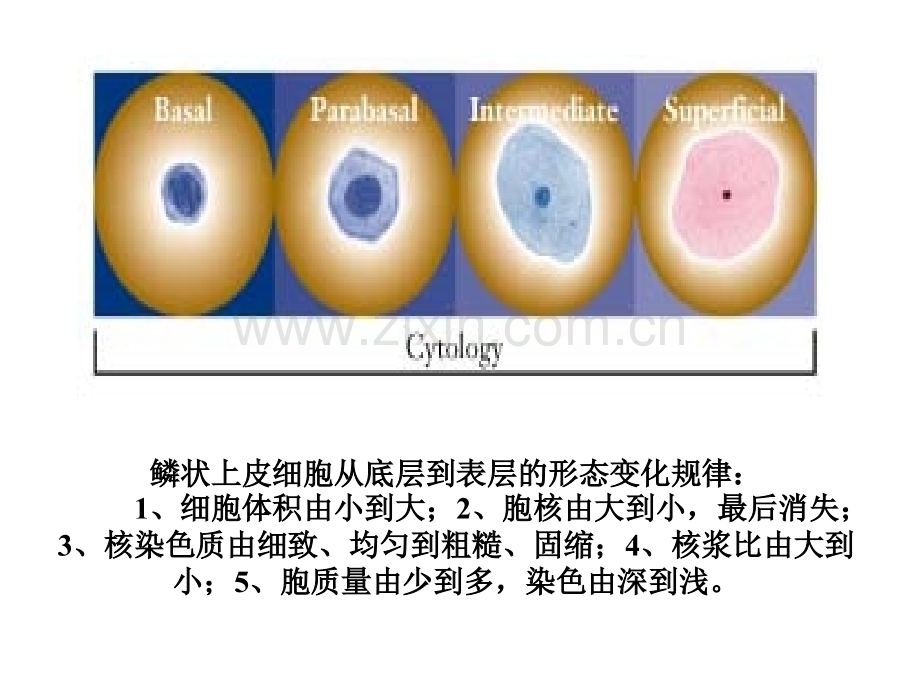 正常与炎症脱落细胞学形态.pptx_第2页
