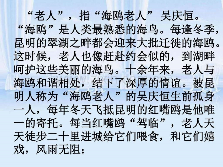 老人与海鸥图文文库.pptx_第1页