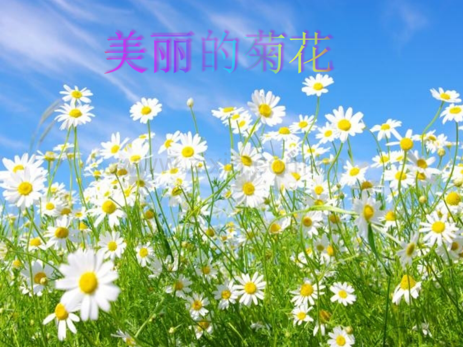 美丽的菊花.pptx_第1页