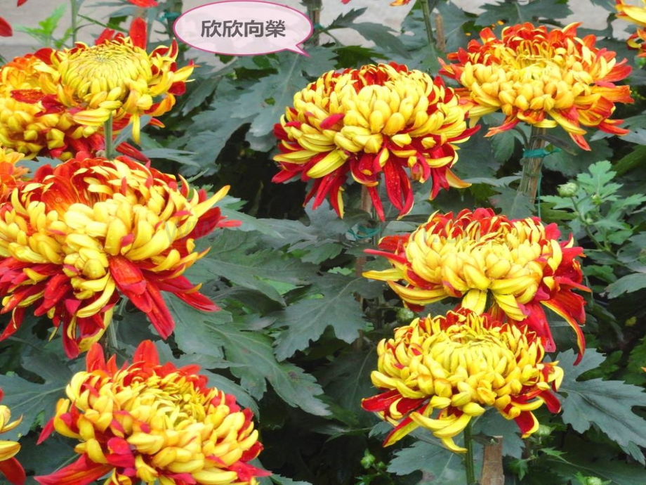 美丽的菊花.pptx_第2页
