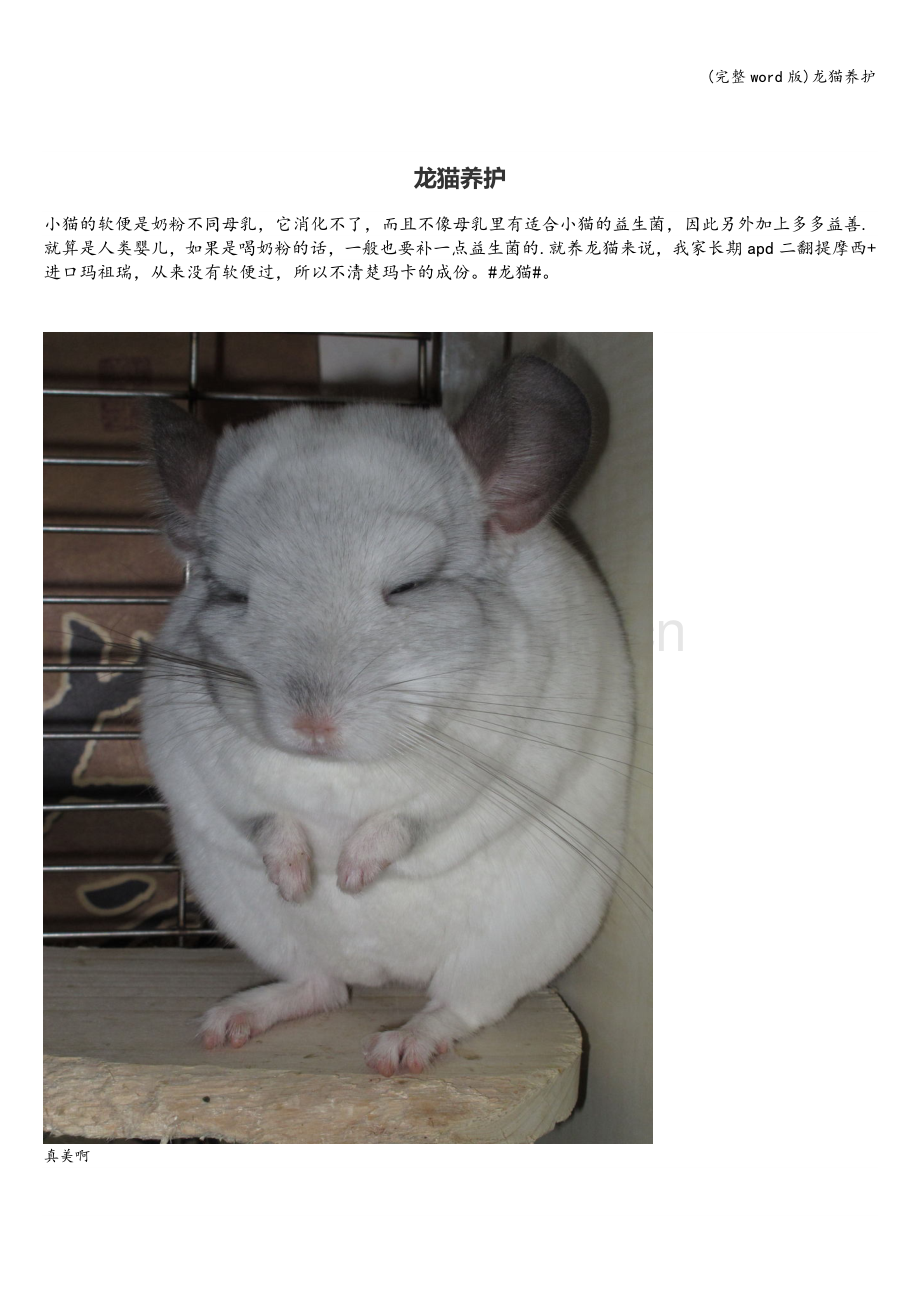 龙猫养护.doc_第1页