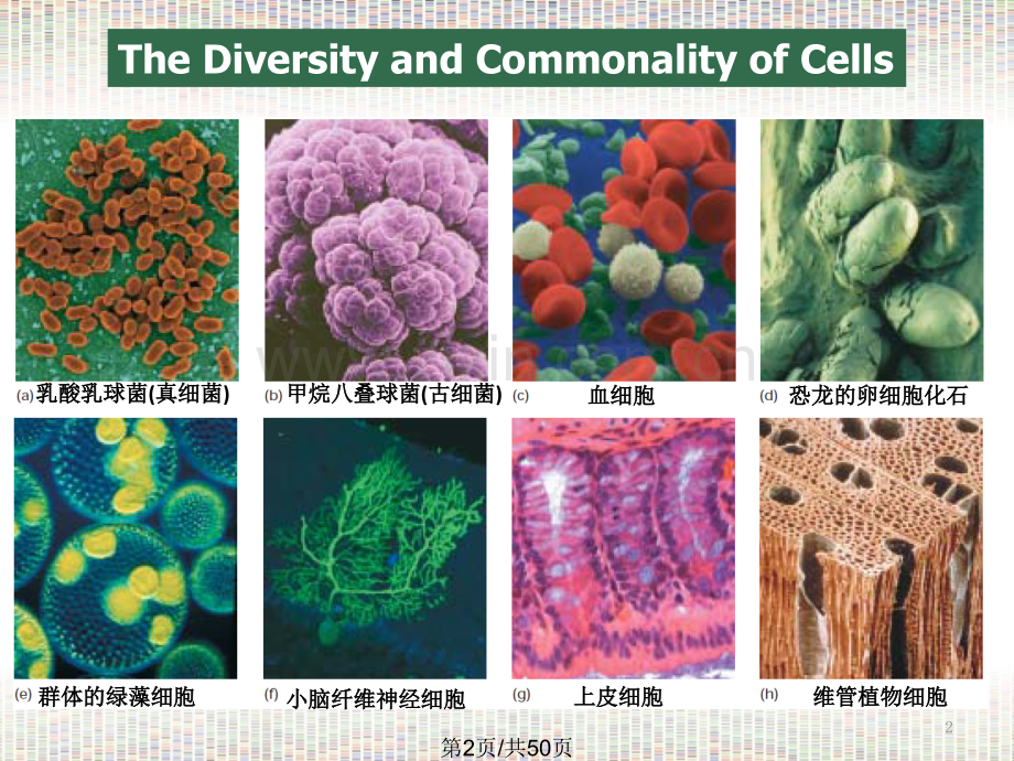 细胞核真核细胞.pptx_第2页