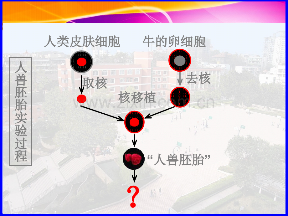 细胞核—系统的控制中心公开课.pptx_第1页