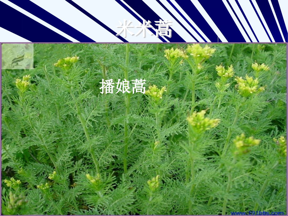 常见杂草识别及不同命名.pptx_第1页