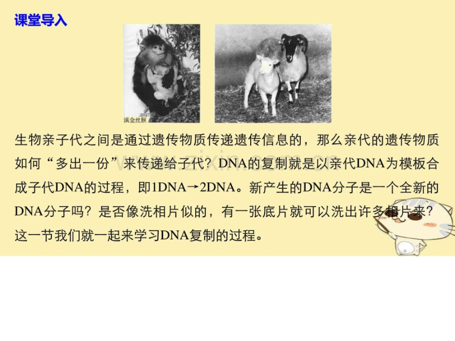 版高中生物遗传的分子基础DNA的结构和.pptx_第2页