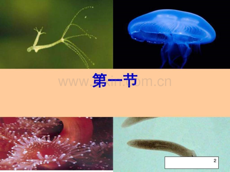 人教版初中生物腔肠动物和扁形动物共.pptx_第1页