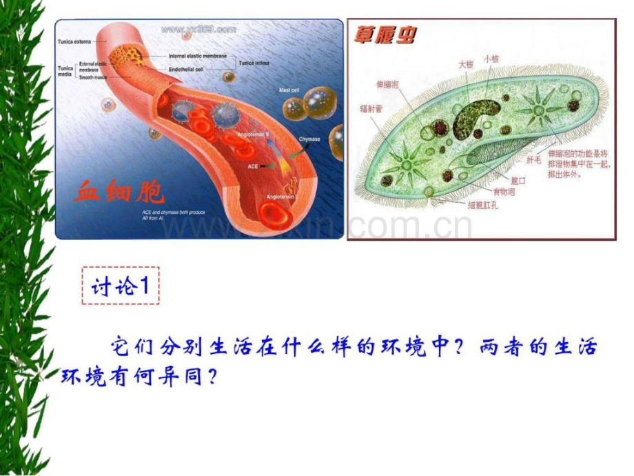 高二生物生物必修3上课.pptx_第2页