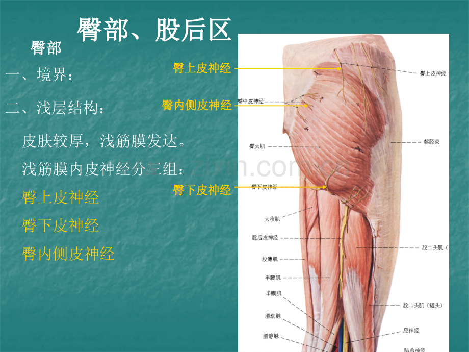局部解剖学臀区及下肢学院.pptx_第1页