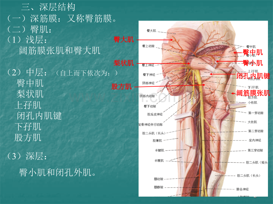 局部解剖学臀区及下肢学院.pptx_第2页