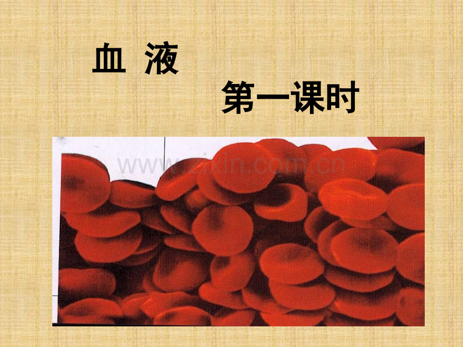 七年级生物下册血液新人教版.pptx_第1页
